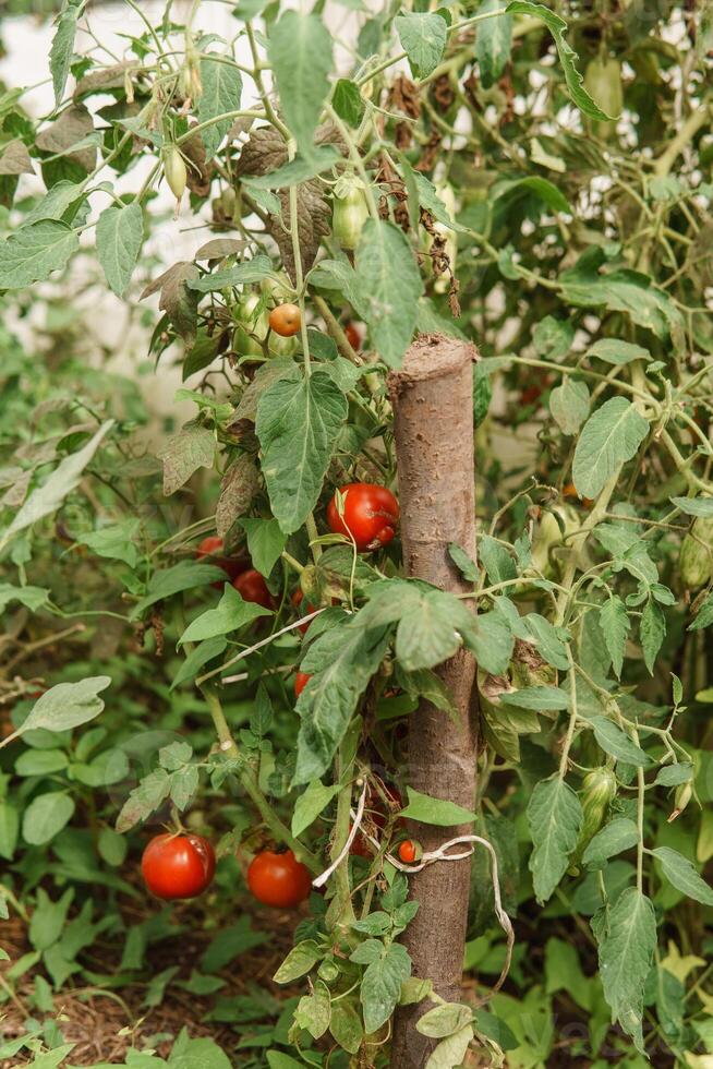 tomates estão suspensão em uma ramo dentro a estufa. foto