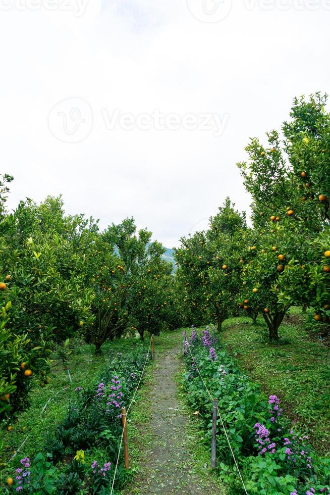 jardim de laranja tangerina ou fazenda de laranja foto