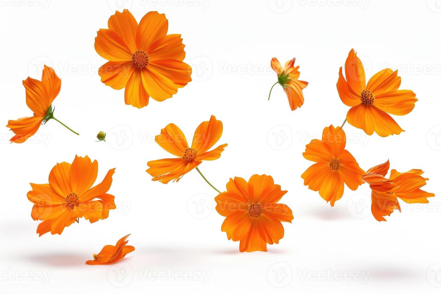 ai gerado flutuando laranja cosmos flor isolado em branco fundo foto