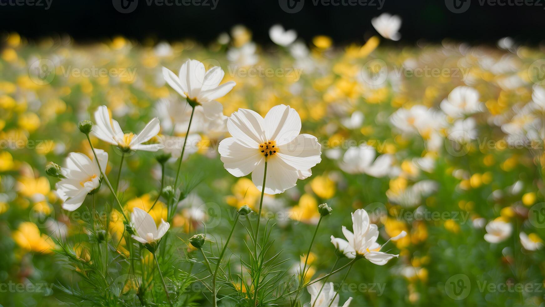 ai gerado quadro, Armação raso profundidade do campo luz amarelo cosmos flores campo foto