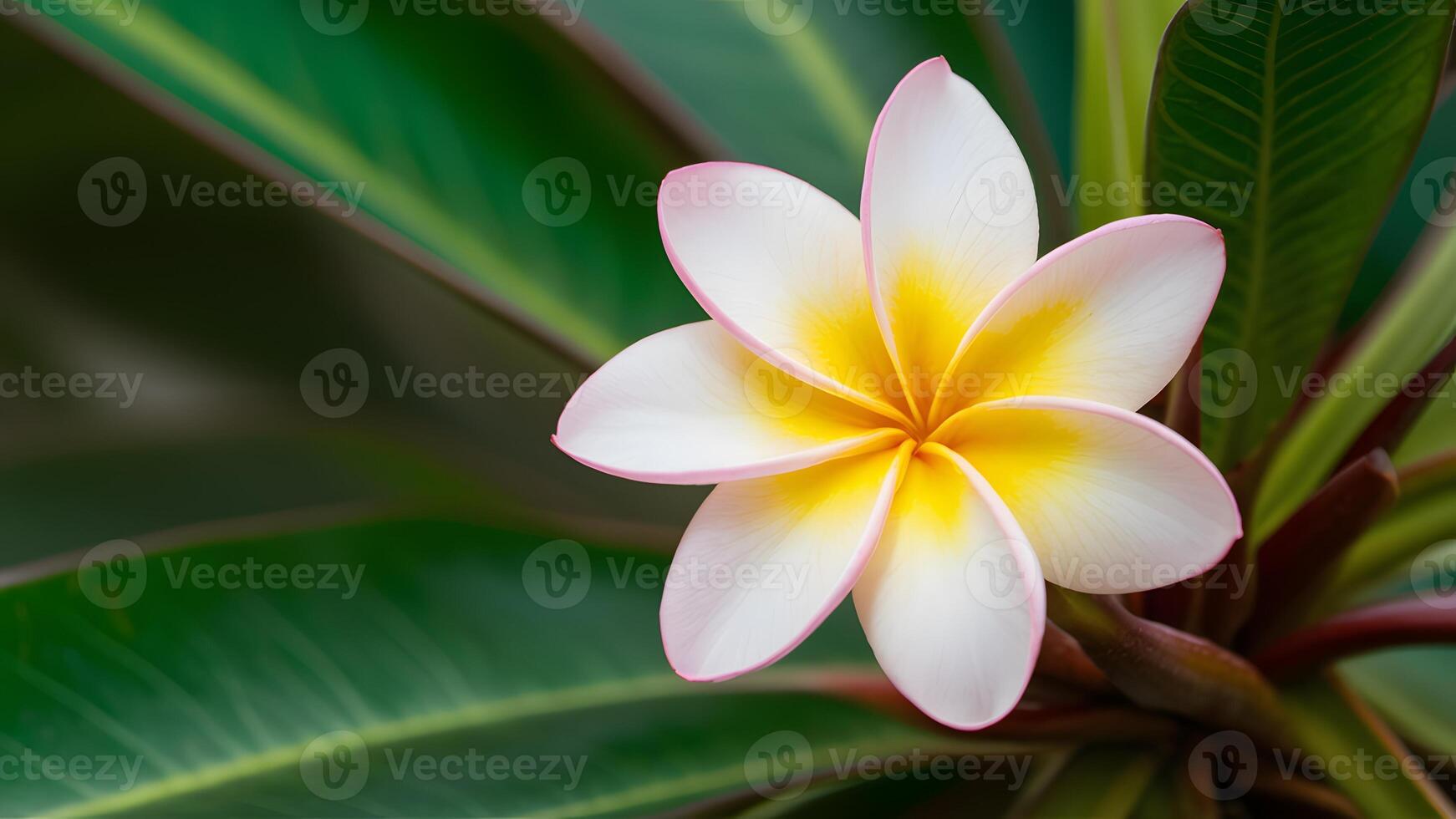 ai gerado plumeria rauvolfioideae plantar Flor enfeites a sereno fundo foto