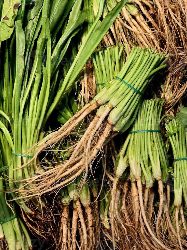 coentro raiz. Está a raiz parte do a coentro plantar. isto é vegetal e erva para tailandês Comida. fechar acima do fresco orgânico coentro raízes. foto