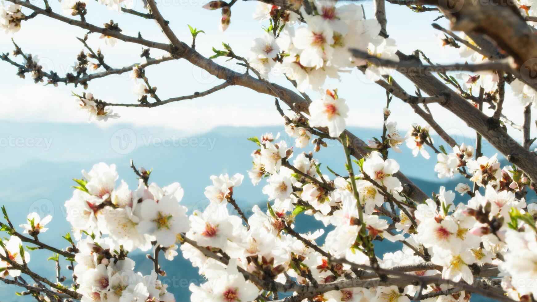 branco flores do amêndoa árvore dentro Primavera foto