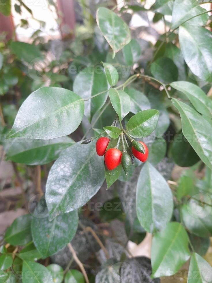 a fruta do a Kemuning plantar é a ornamental plantar este produz uma afiado fragrância, especialmente às noite. foto