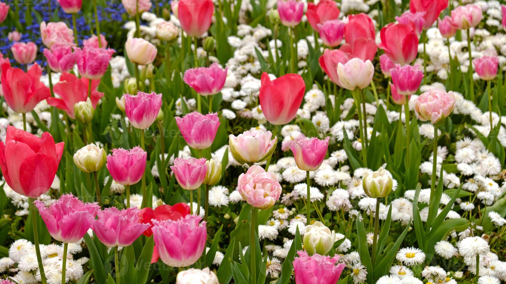 Primavera flores bandeira. Rosa floração tulipas dentro campo. Rosa pétalas e verde folhas do florescendo flores cumprimento cartão bandeira, mãe dia cartão, mulheres dia, aniversário, Páscoa. botânico seleção foto