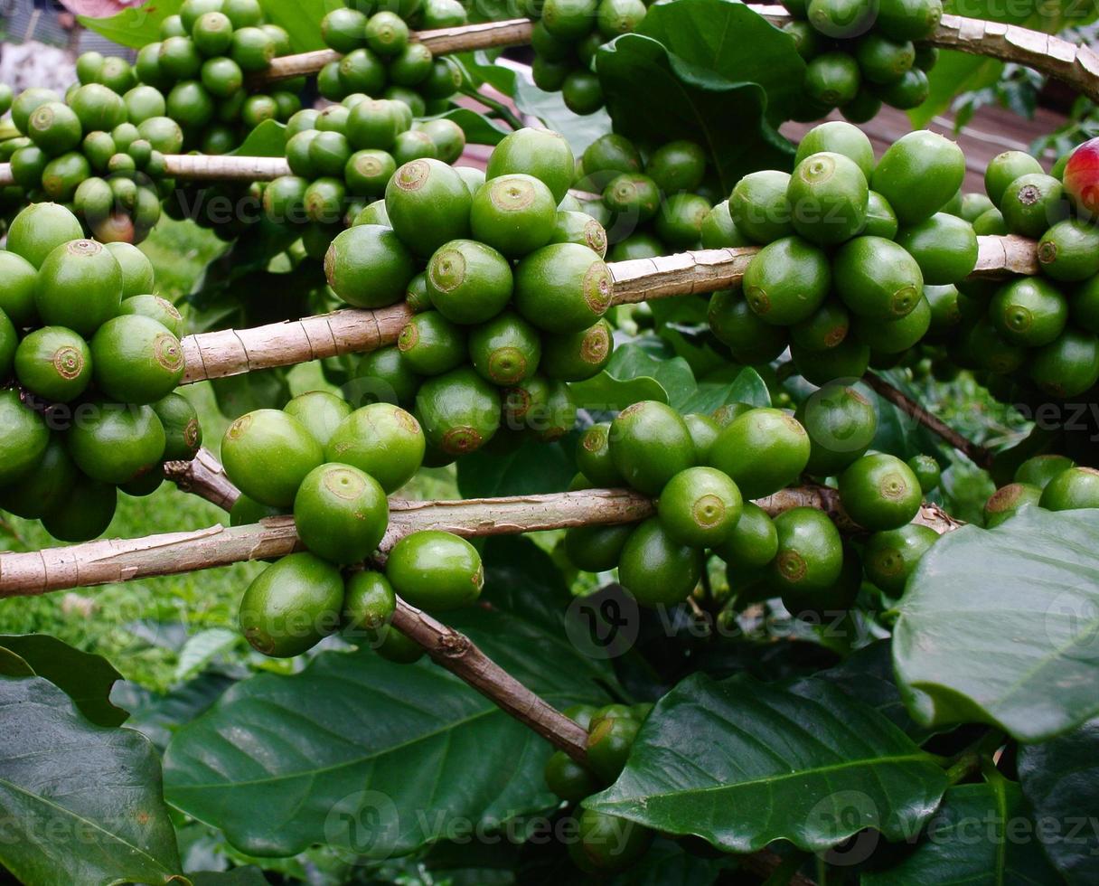 grãos de café na árvore de café. foto