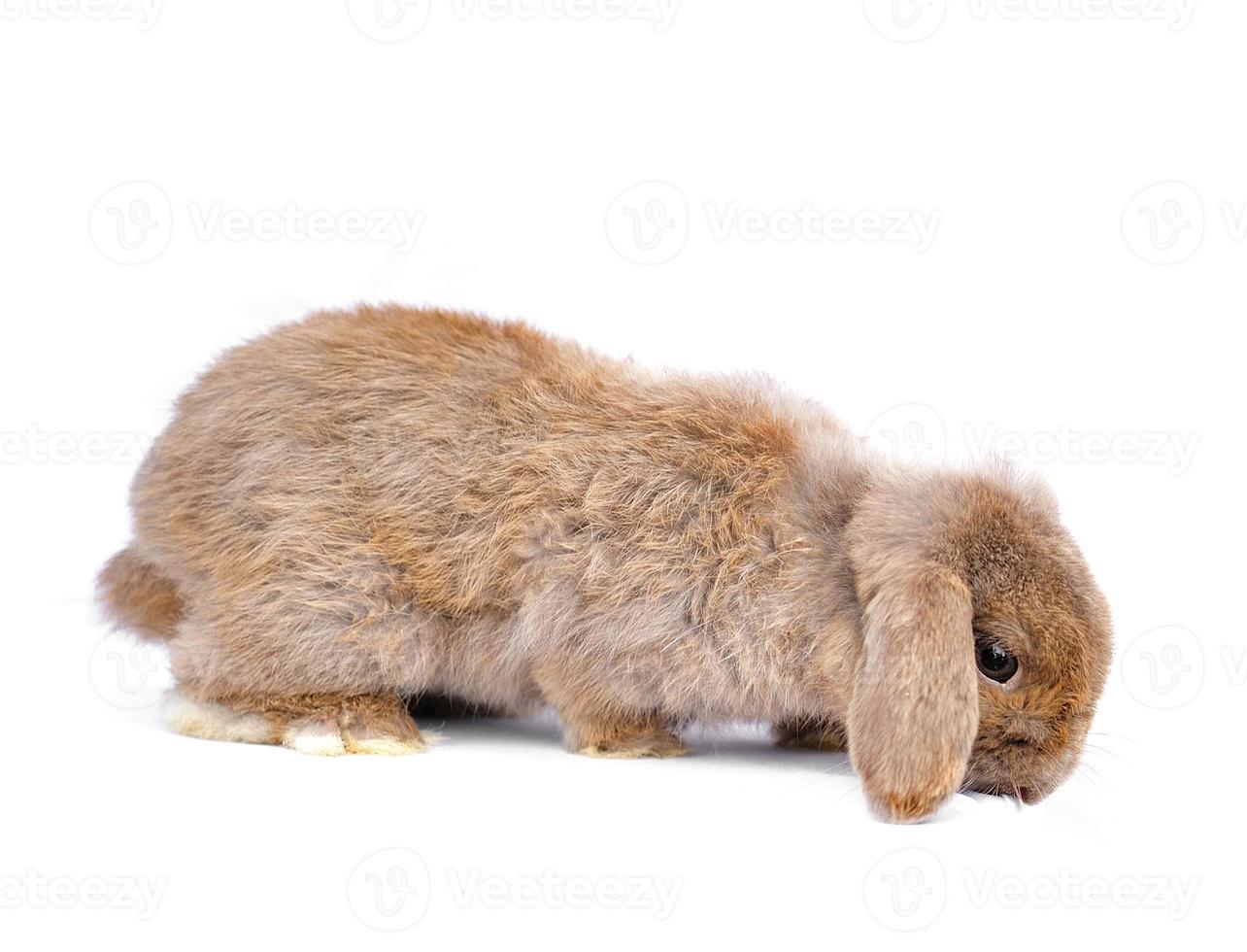 close-up de um coelho lop na frente de um background branco foto