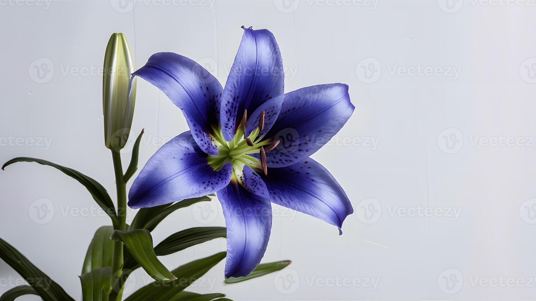 ai gerado fechar-se do azul lírio flor com não sombras, branco pano de fundo foto