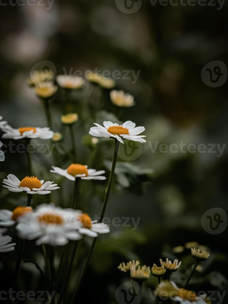 margaridas dentro a jardim foto