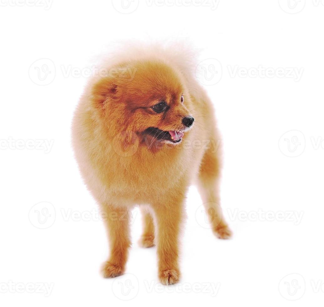 cão spitz pomerânia. retrato em um fundo branco foto