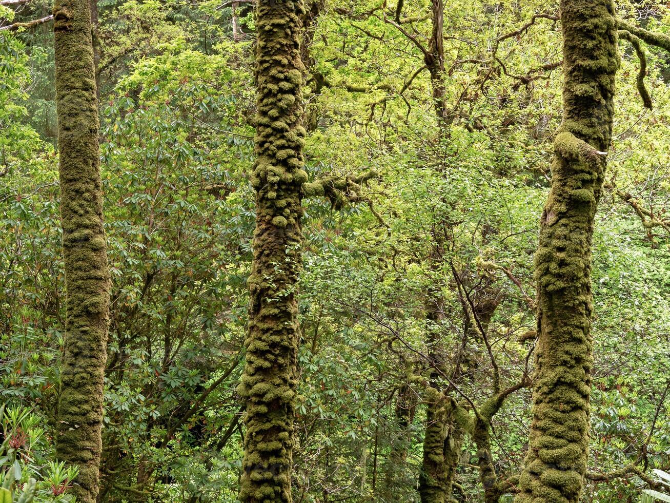 musgo crescendo em árvore roupa de baixo dentro uma pinho floresta foto