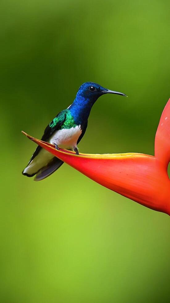 uma beija Flor empoleirado em uma flor haste foto