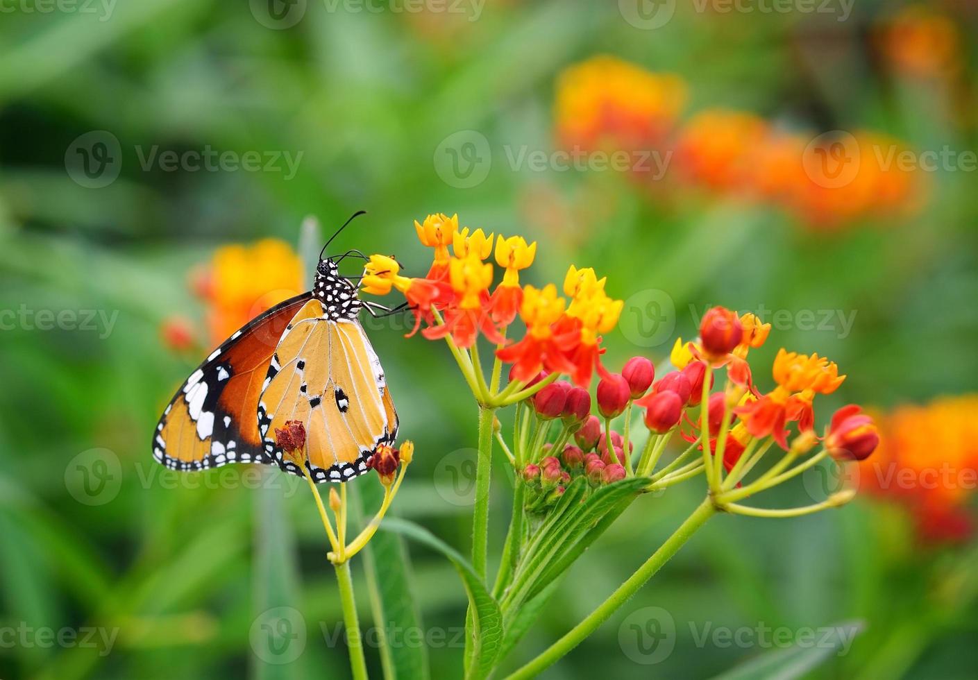 borboleta em flor de laranjeira foto