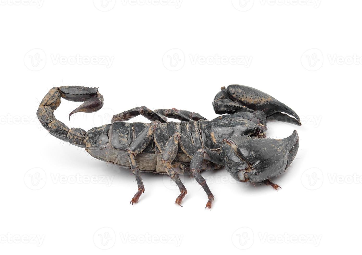 escorpião isolado no fundo branco foto