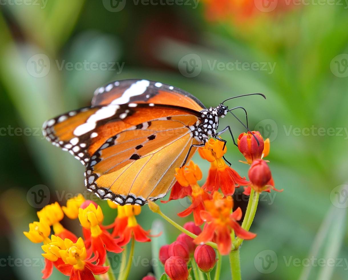 borboleta em flor de laranjeira no jardim foto