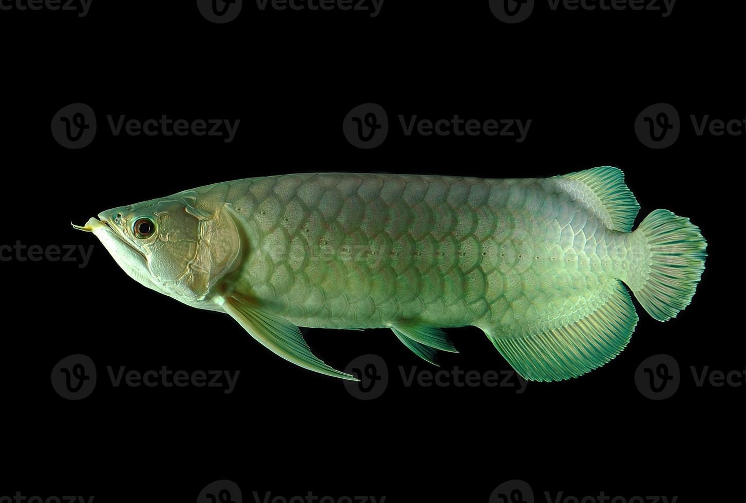 peixe aruanã em fundo preto foto