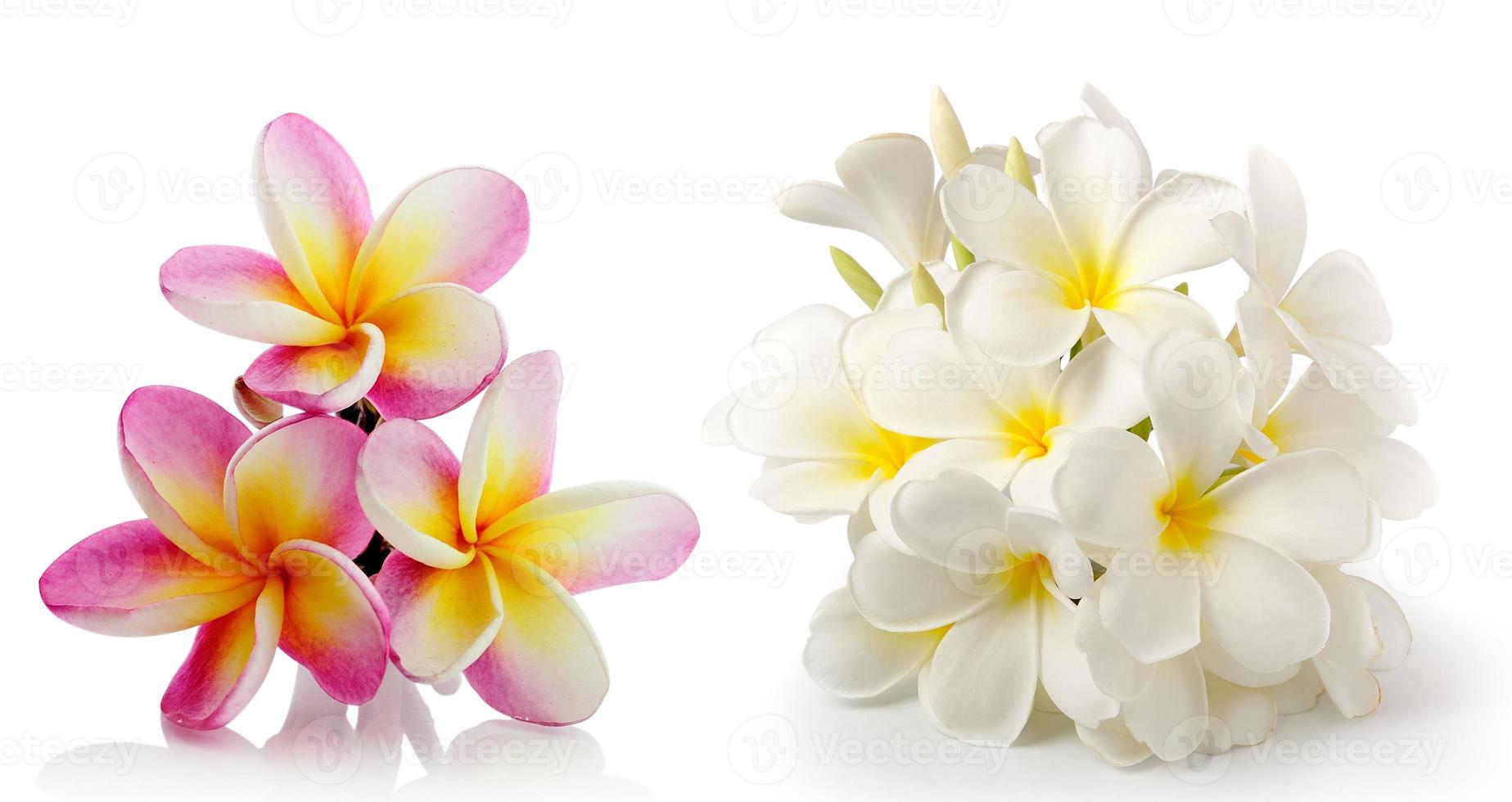 flor de frangipani isolada em branco sobre fundo branco foto