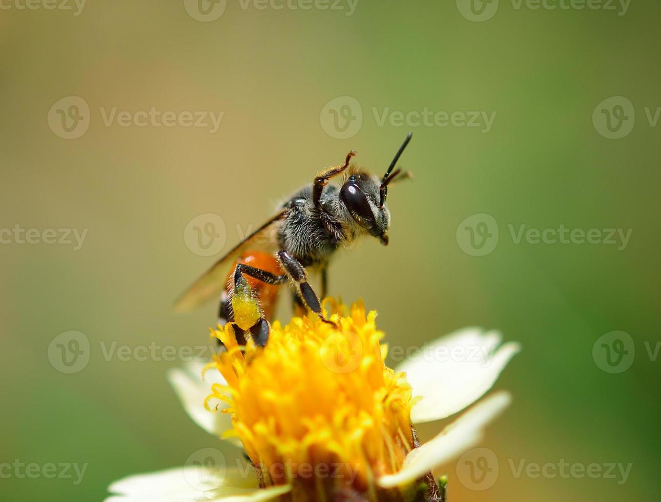 feche as abelhas na flor foto