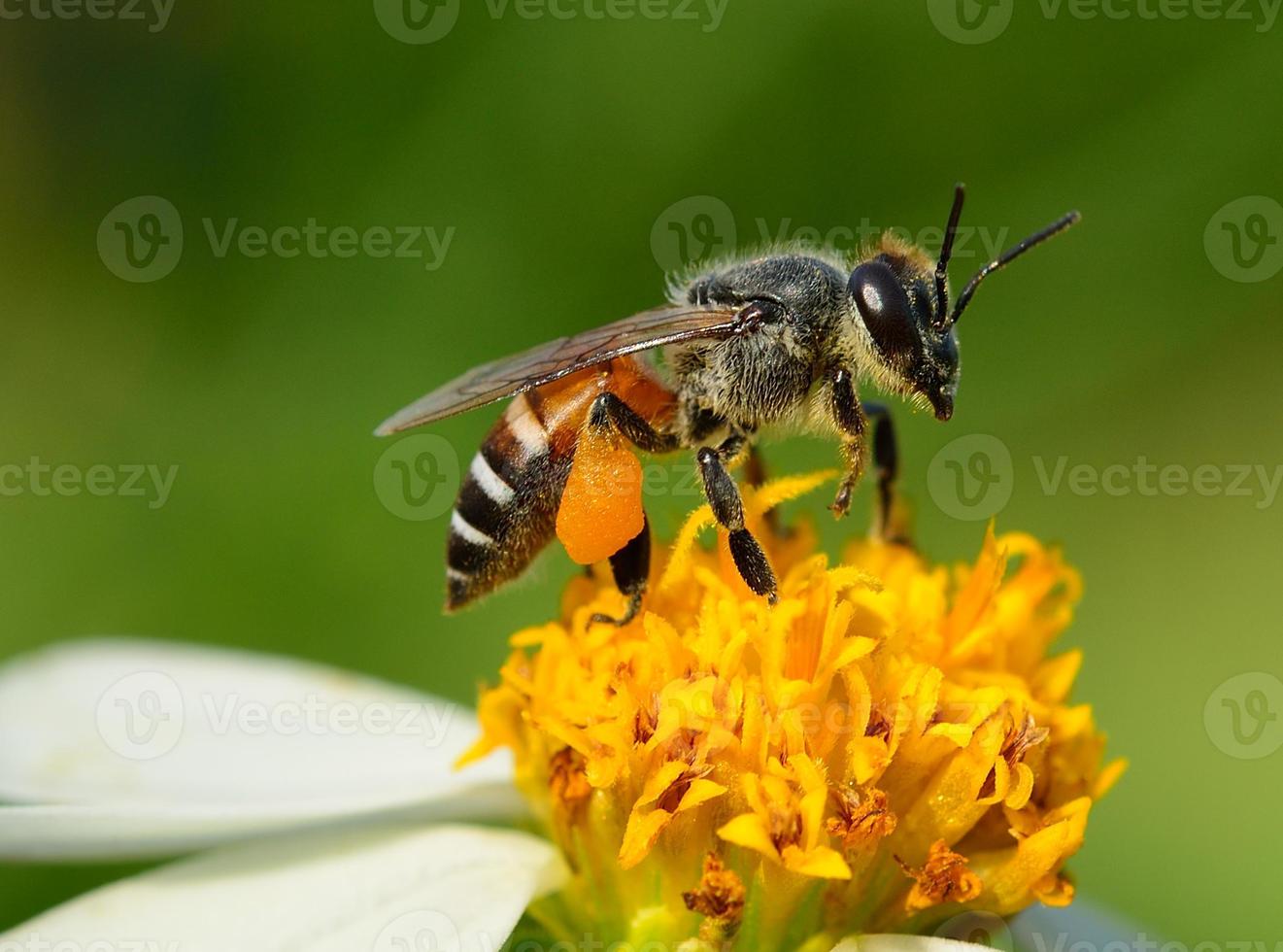 feche as abelhas na flor foto
