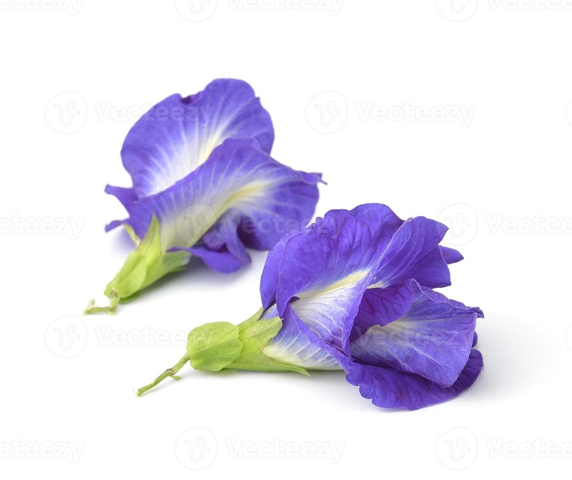 pombos asiáticos flowe em fundo branco foto