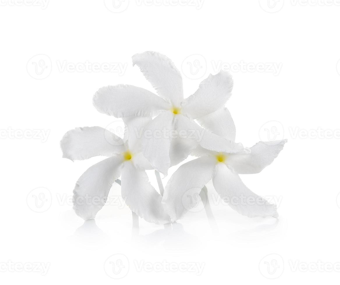 flor branca em fundo branco foto