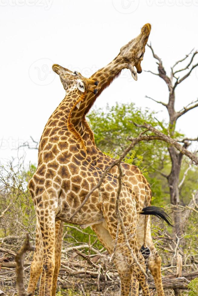lindo casal majestoso girafas parque nacional kruger safari na áfrica do sul. foto