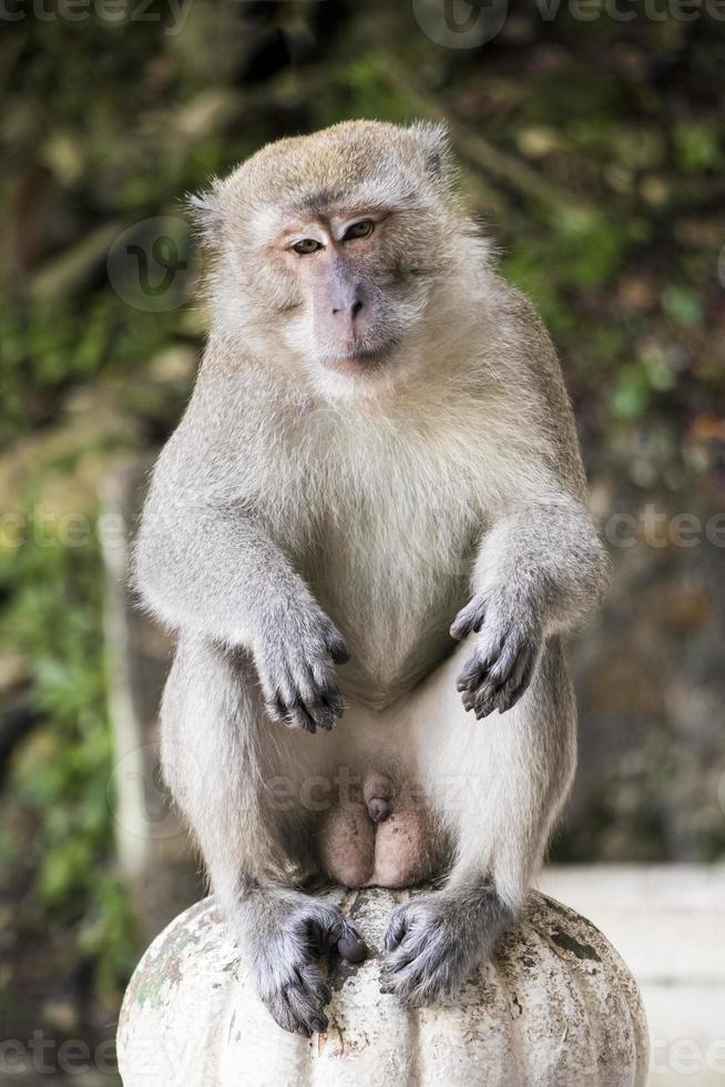 retrato de um macaco macaco de cauda longa em cavernas de batu. foto