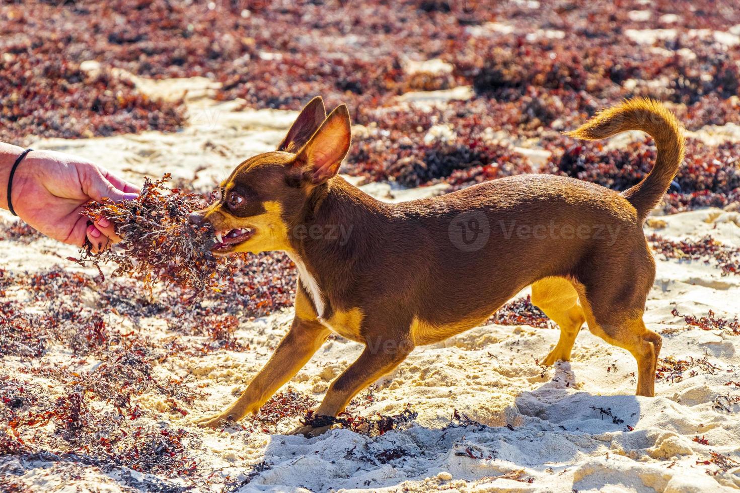cachorro chihuahua mexicano na praia playa del carmen mexico. foto