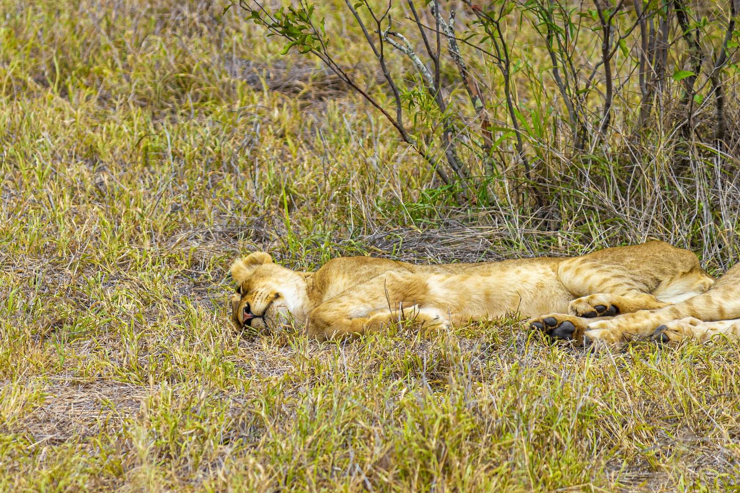 jovem leão crianças dorme safari kruger national park áfrica do sul. foto