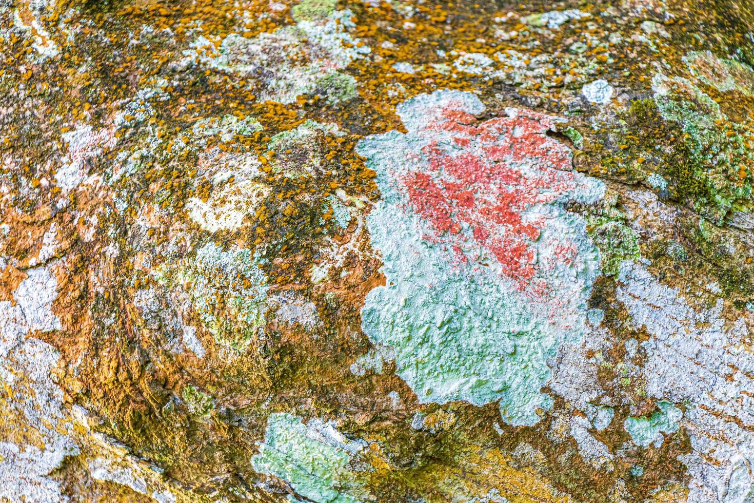 textura de casca de árvore tropical com musgo turquesa e líquen Brasil. foto