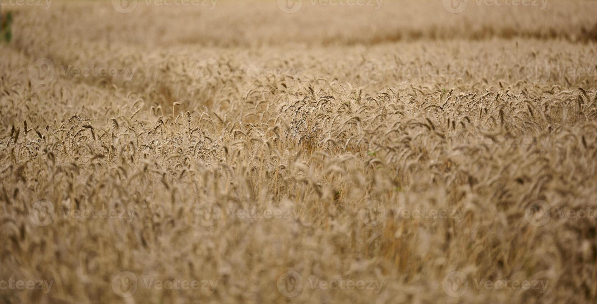 campo com trigo maduro amarelo em um dia de verão. boa colheita foto