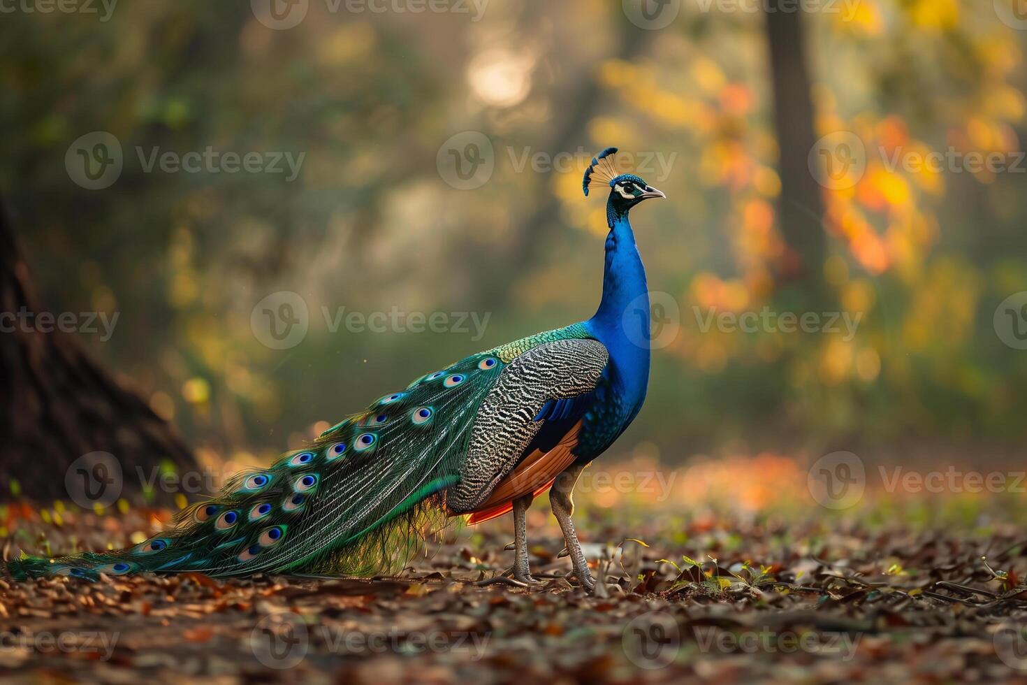 ai gerado majestoso pavão carrinhos orgulhoso dentro natural habitat pôr do sol claro. generativo ai foto