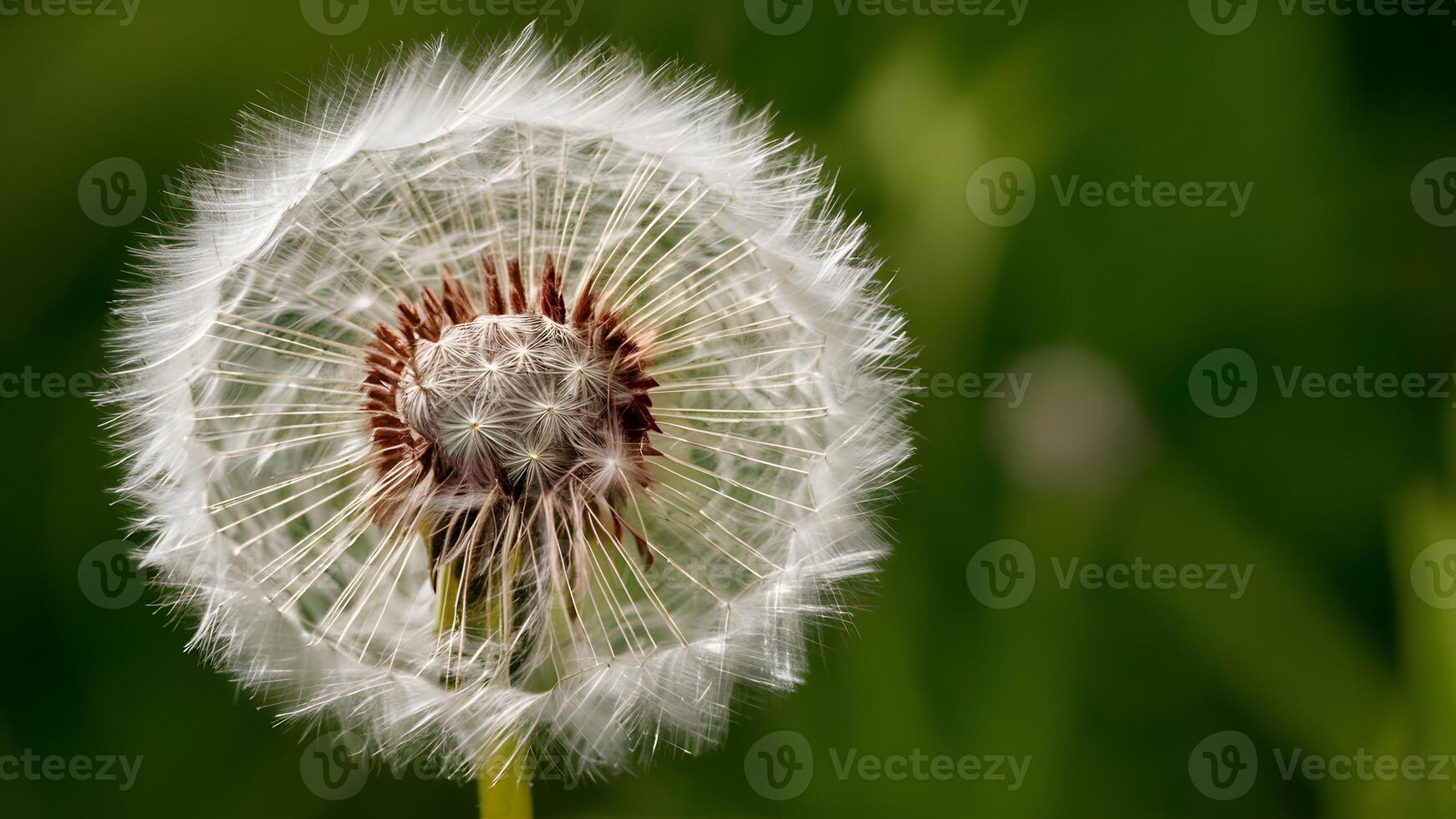 ai gerado cena extremo fechar-se do abstrato dente de leão flor fundo, natural arte foto