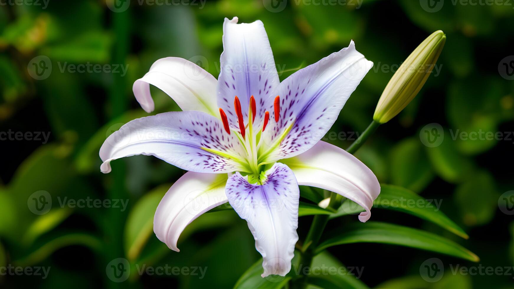 ai gerado azul lírio flor isolado em branco fundo, fechar-se natureza foto