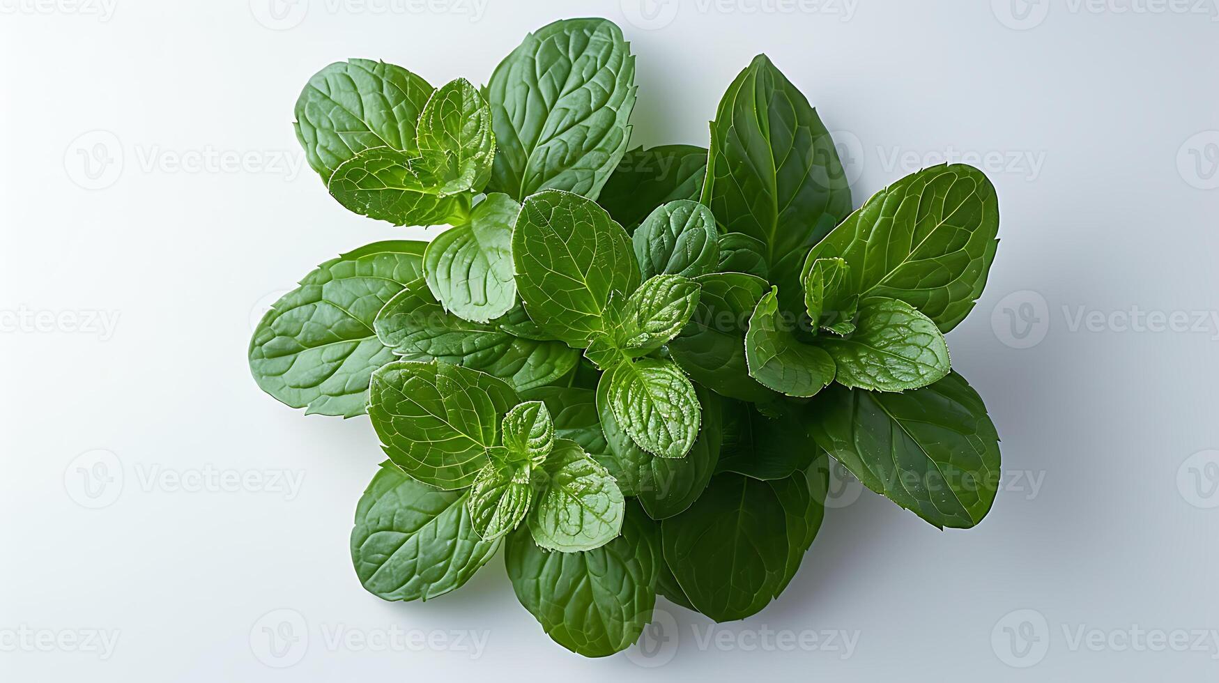 ai gerado medicinal plantas hortelã-pimenta em uma branco fundo foto