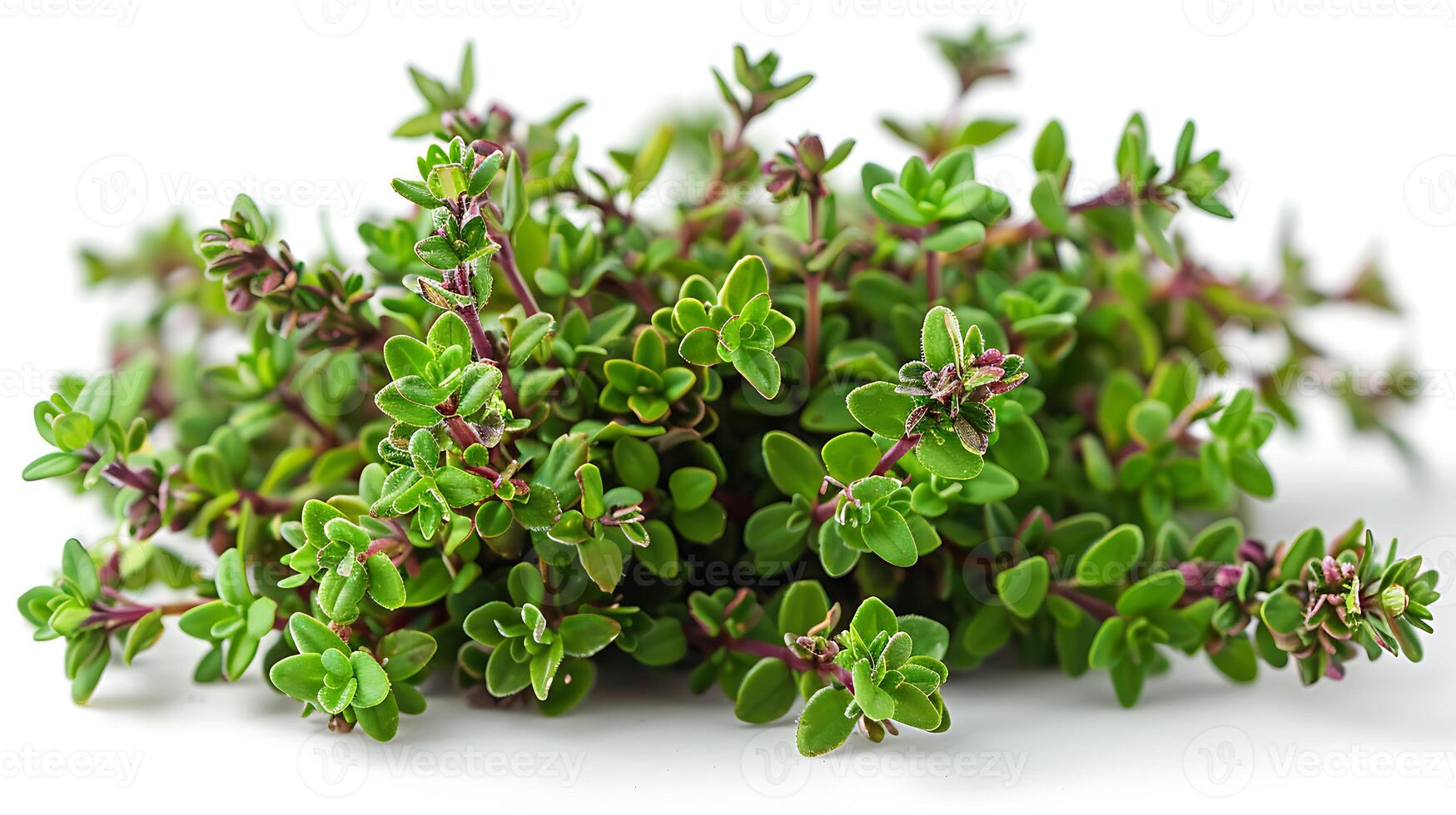 ai gerado medicinal plantas Tomilho em uma branco fundo foto