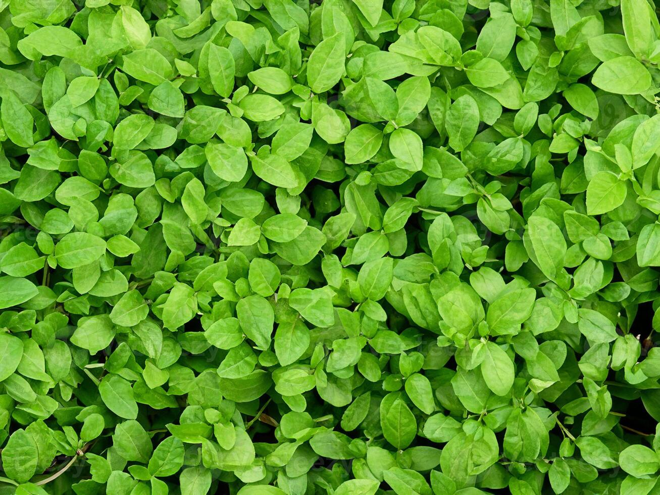verde folha plantar textura foto