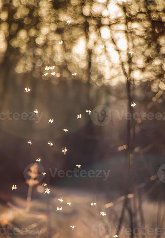pequenos mosquitos voam ao sol. insetos rodopiam ao pôr do sol. foto