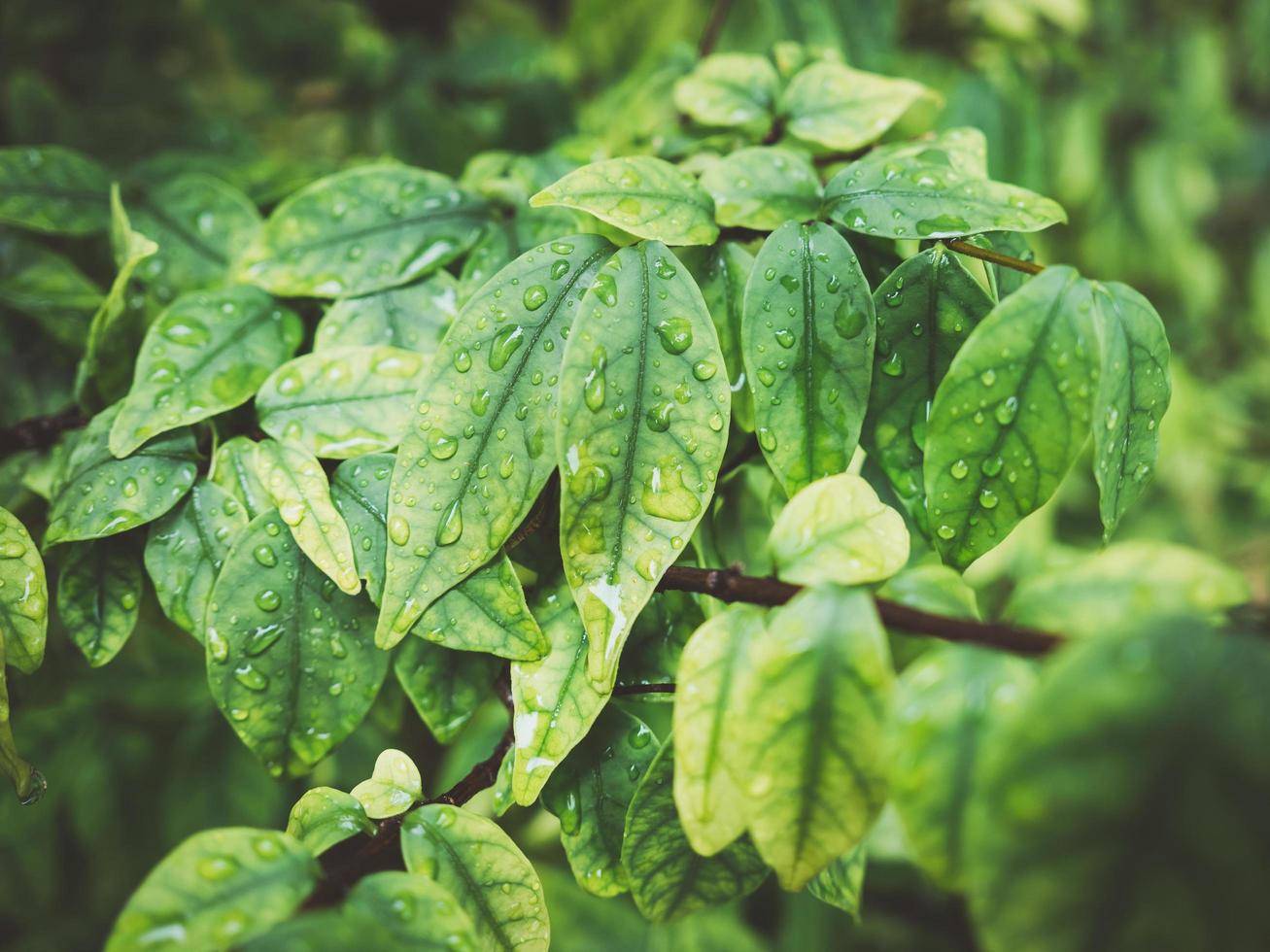 arbusto de folhas verdes com gotas de água. foto