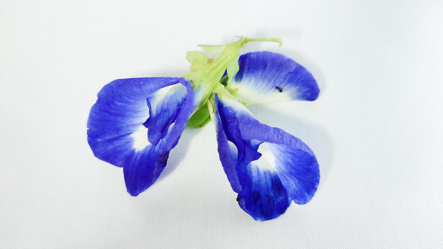 flor de ervilha-borboleta azul. flores de ervilha em fundo branco foto