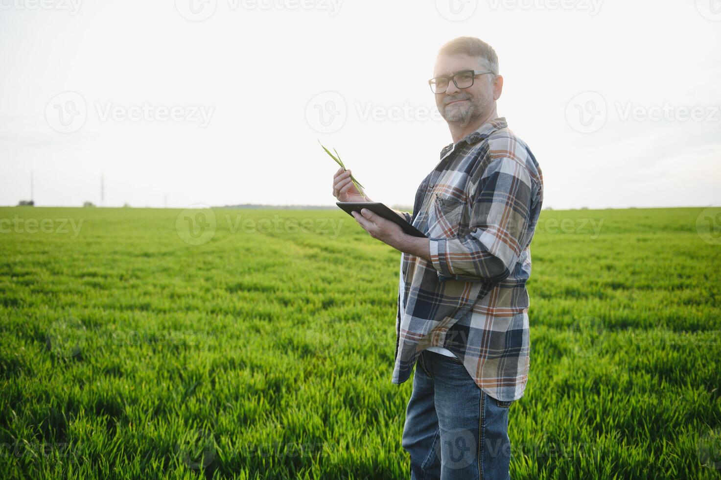 retrato do Senior agricultor em pé dentro verde trigo campo. foto