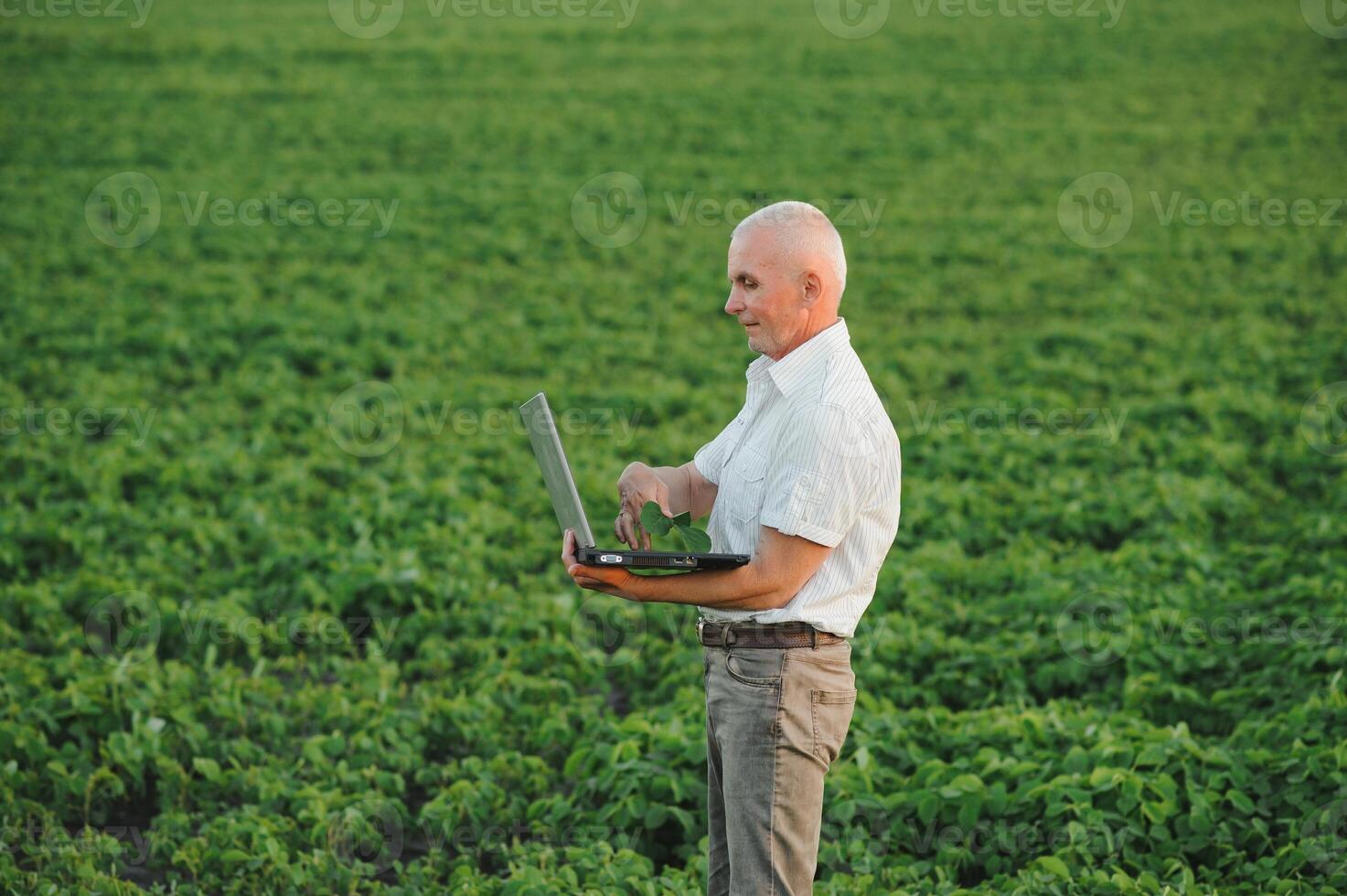 Senior agricultor em pé dentro soja campo examinando colheita às pôr do sol. foto