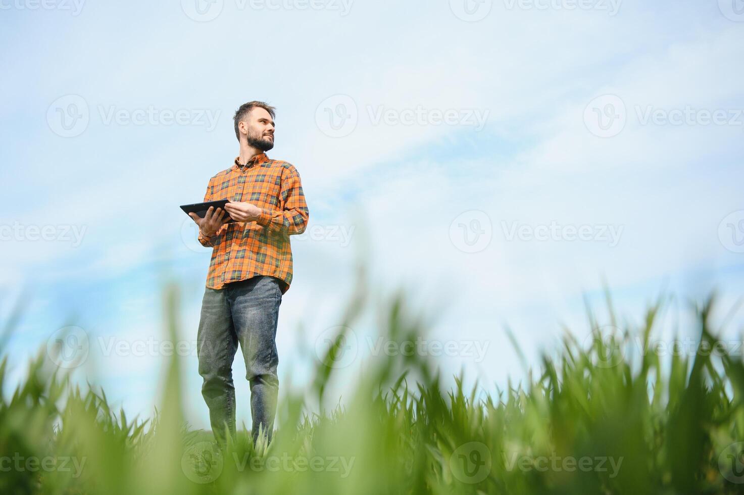 uma jovem agricultor inspeciona a qualidade do trigo brotos dentro a campo. a conceito do agricultura. foto