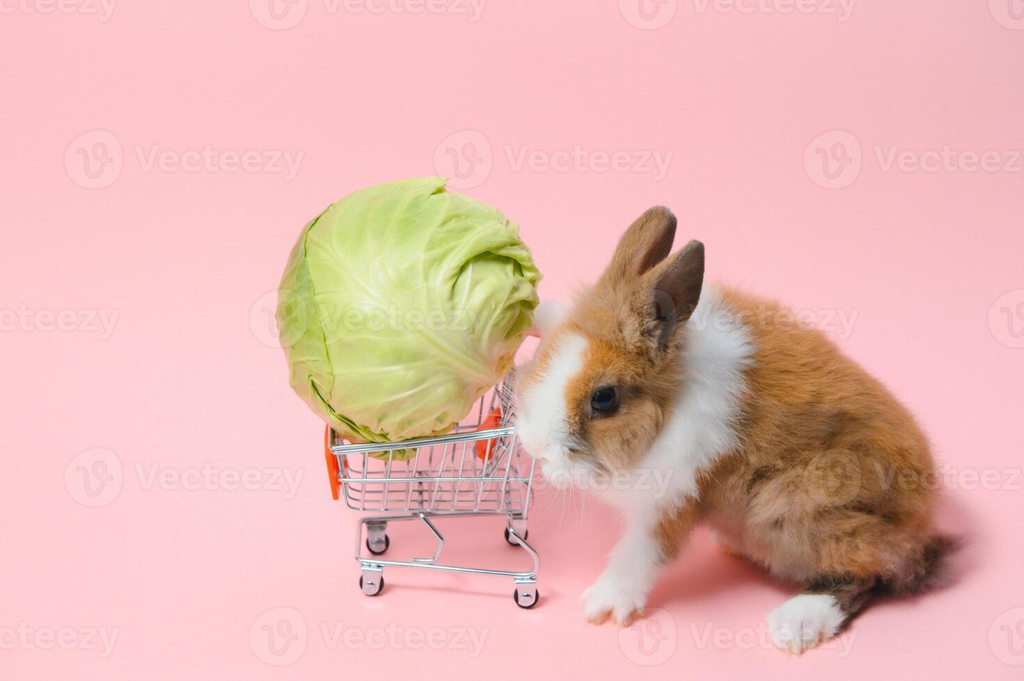 Coelho em pé e aguarde a compras carrinho em colorido fundo. adorável açao do jovem Coelho Como compras. foto