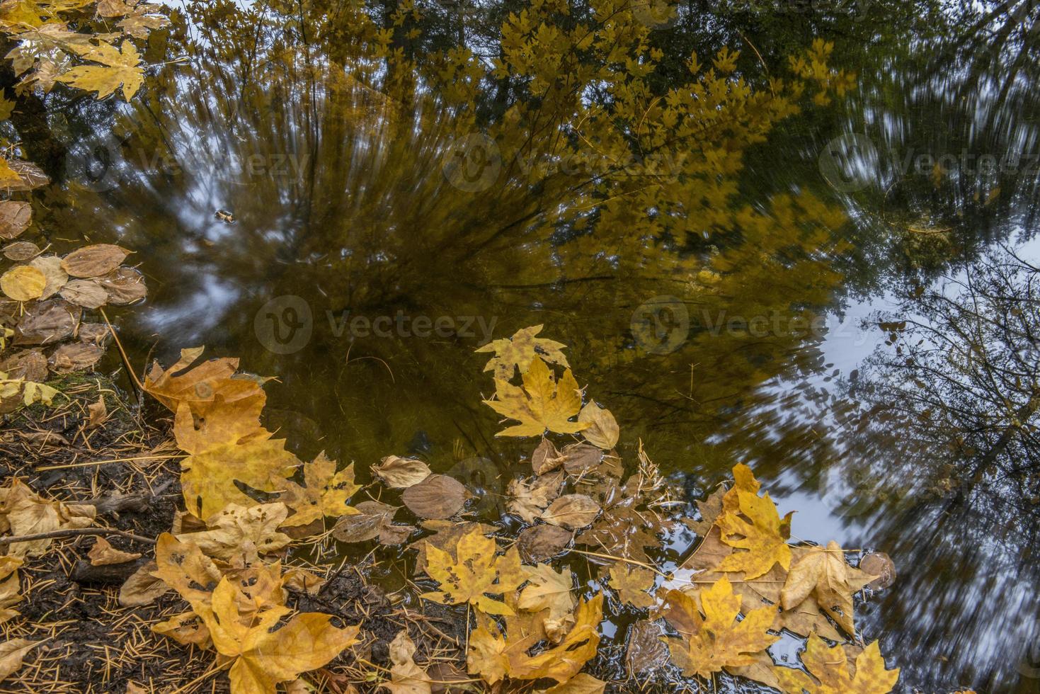 reflexo de primavera de samambaia no outono, yosemite foto