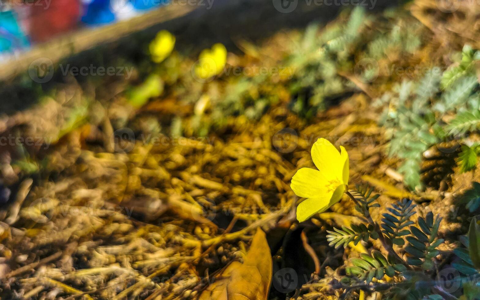 lindas flores e plantas tropicais amarelas no méxico. foto