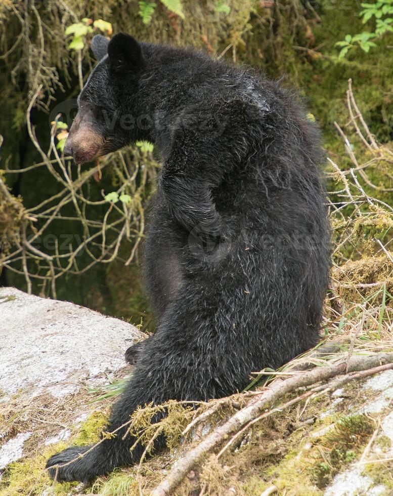 coçar urso negro, anan creek, alaska foto