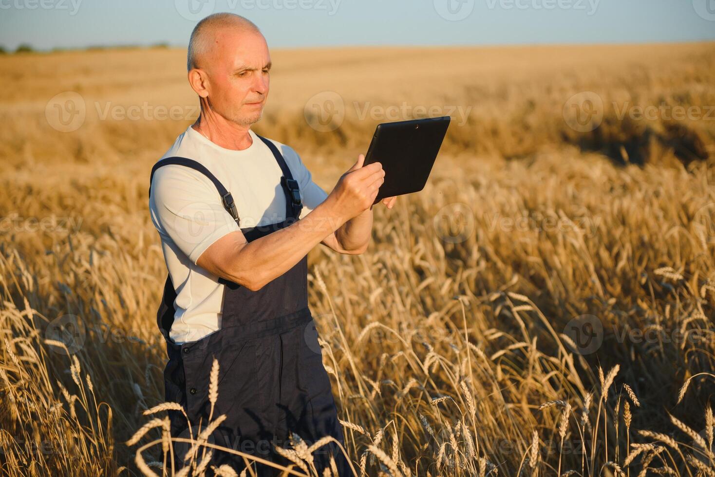 sessenta anos velho agrônomo inspecionando trigo campo e usando tábua computador. foto