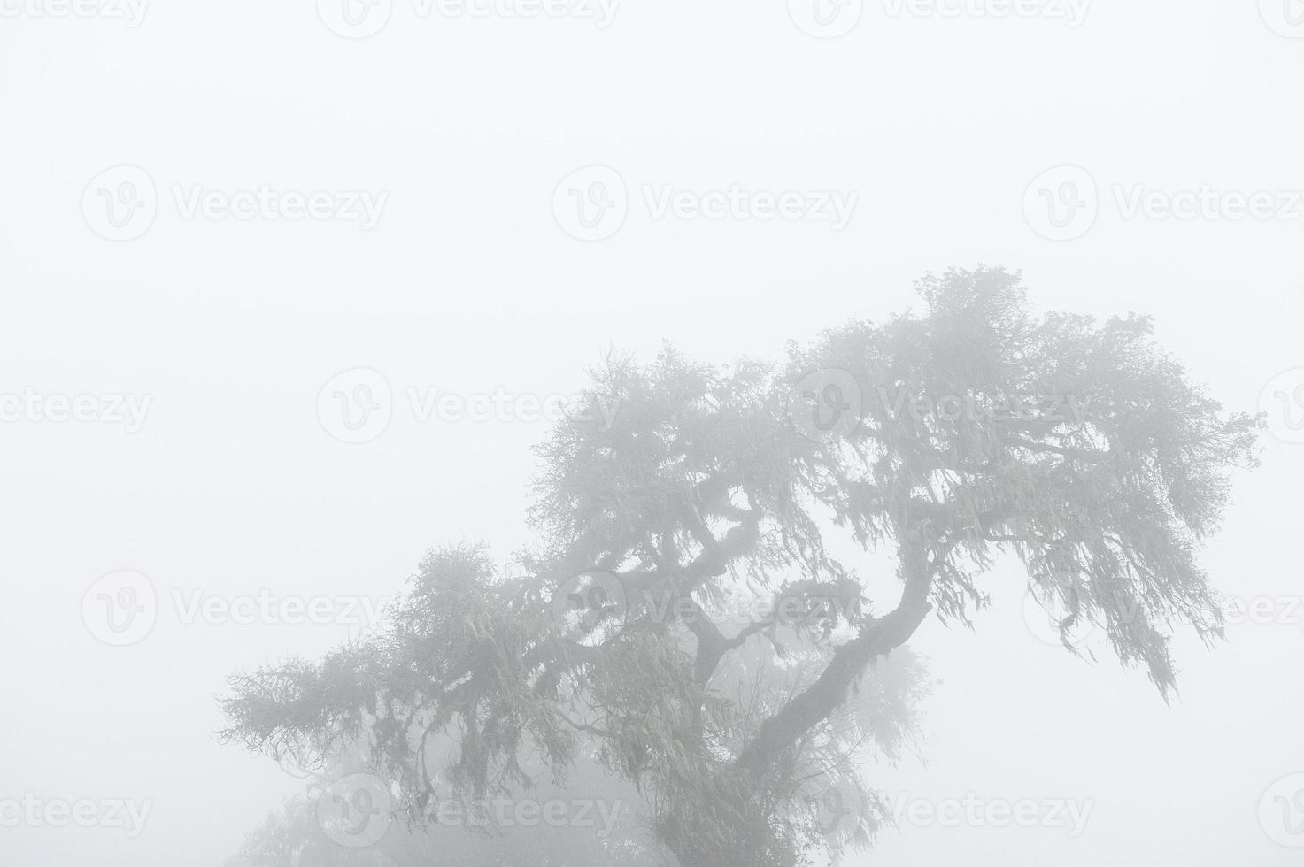 árvore na névoa, borda da cratera de ngorongoro foto