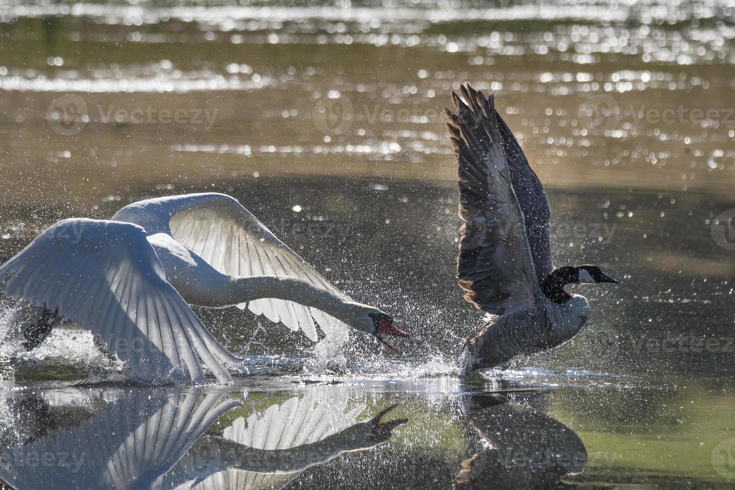 cisne mudo perseguindo ganso canadense foto